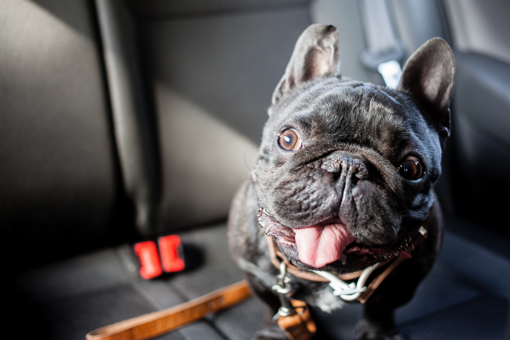 Tips for a road trip with your dog