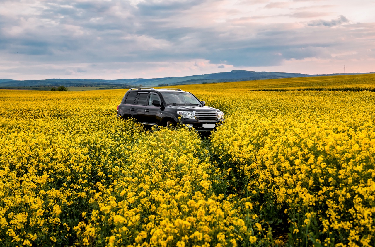 Can pollen damage your car’s paint?