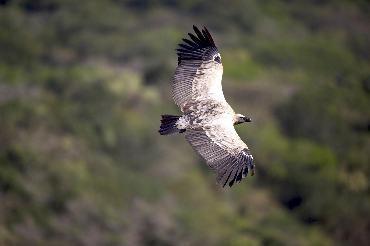 Soaring into Action for International Vulture Awareness Day – Ford Wildlife Foundation Empowers Cape Vulture Conservation