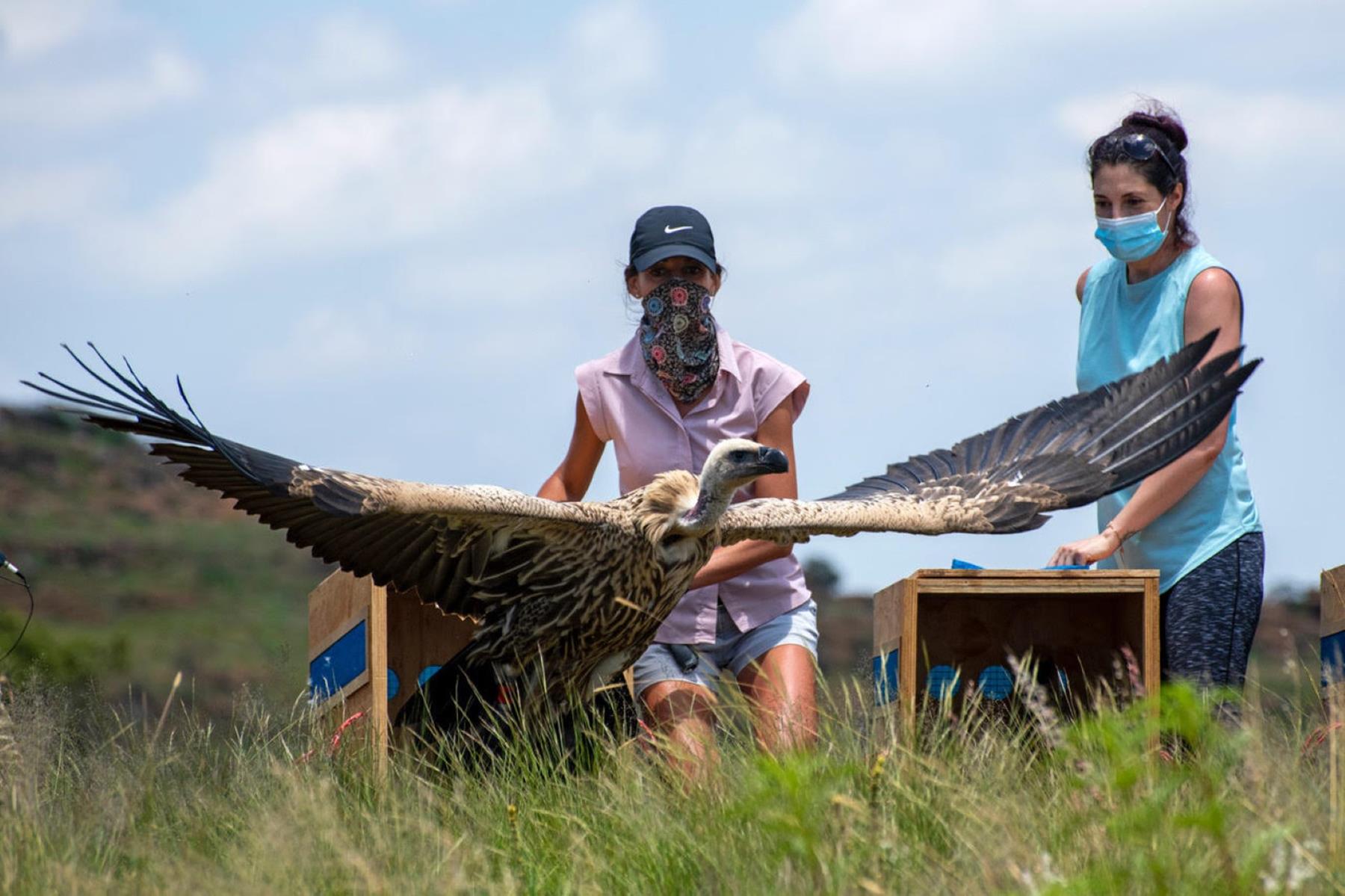 Ford Wildlife Foundation – Empowering the Preservation of the Environment for Future Generation