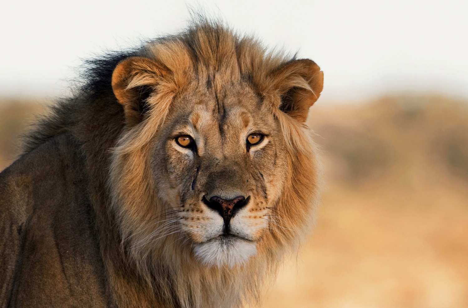 See more animals with these game drive tips