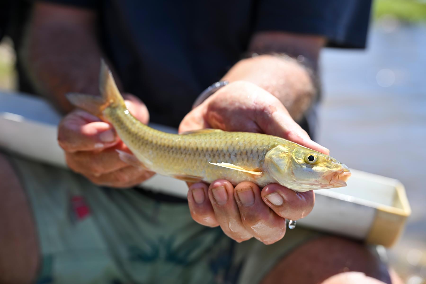 FWF Drives the Return of the Witvis to the Berg River