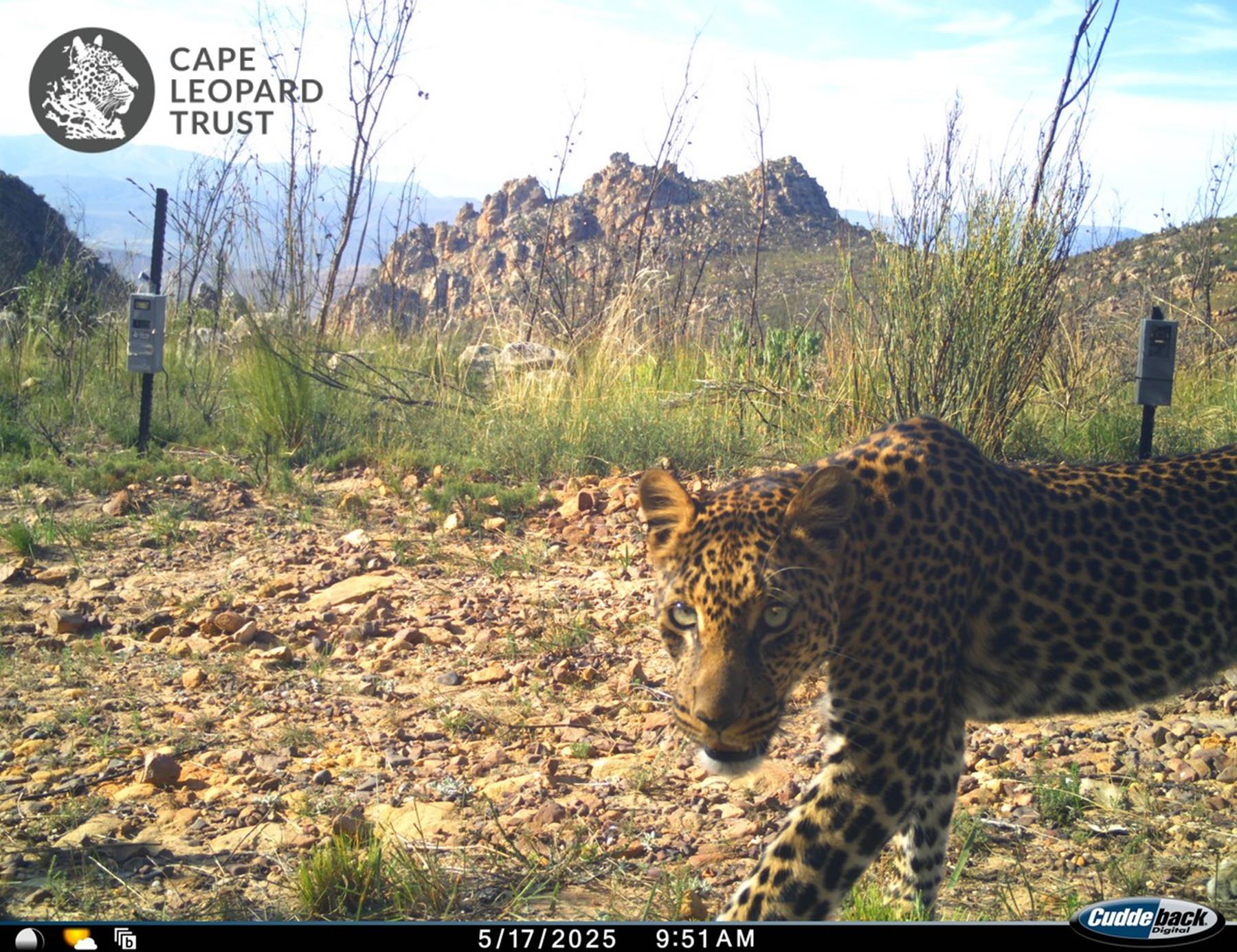 Ford Wildlife Foundation Powers Cape Leopard Trust’s Mission to Protect The Cape’s Iconic Leopards