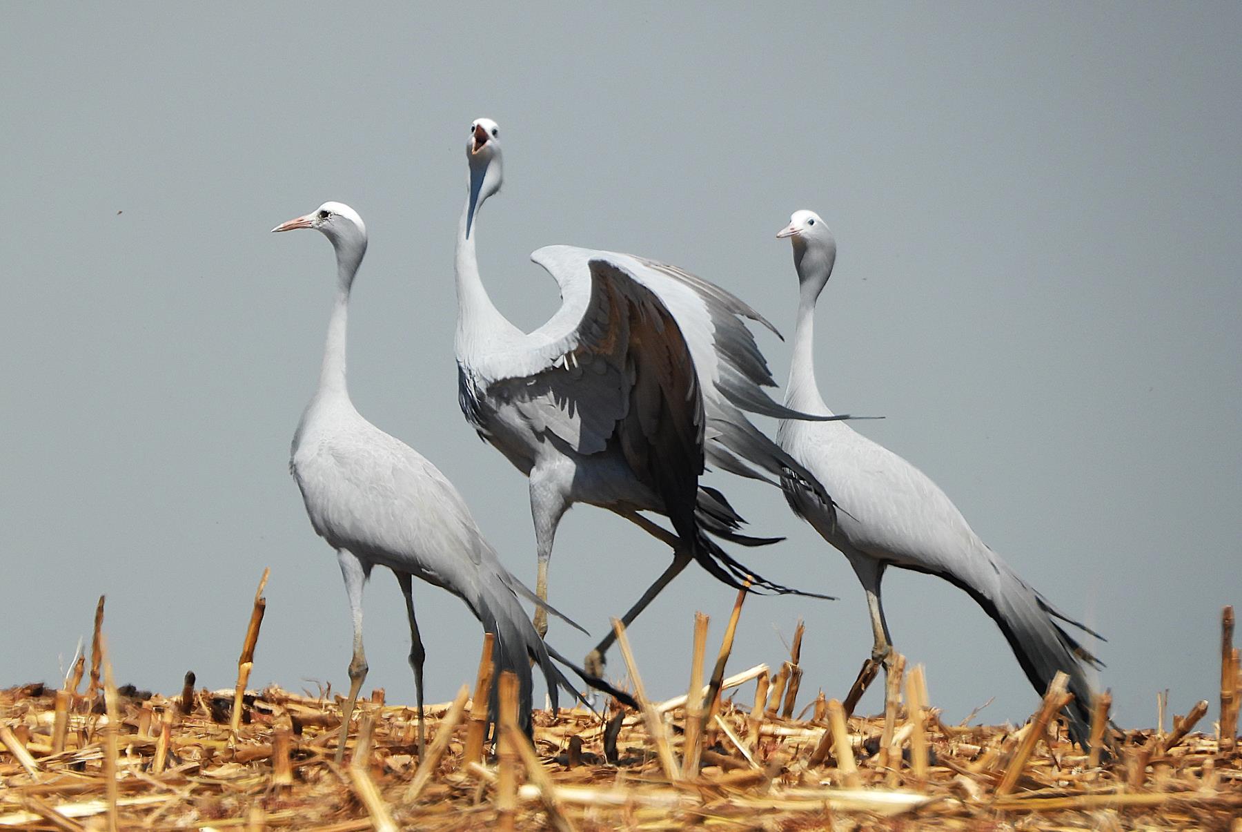 Ford Wildlife Foundation and EWT Rally to Protect South Africa’s National Bird as Blue Crane Uplisted to ‘Vulnerable’